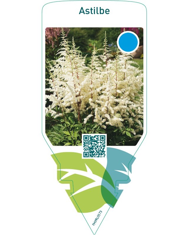 Astilbe  white