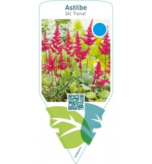 Astilbe (A) ‘Fanal’