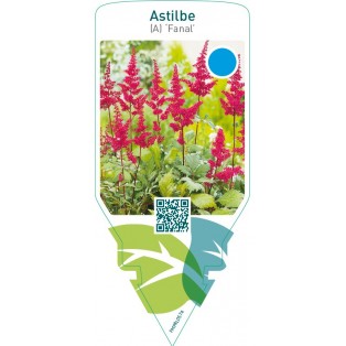 Astilbe (A) ‘Fanal’