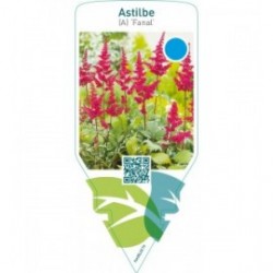 Astilbe (A) ‘Fanal’