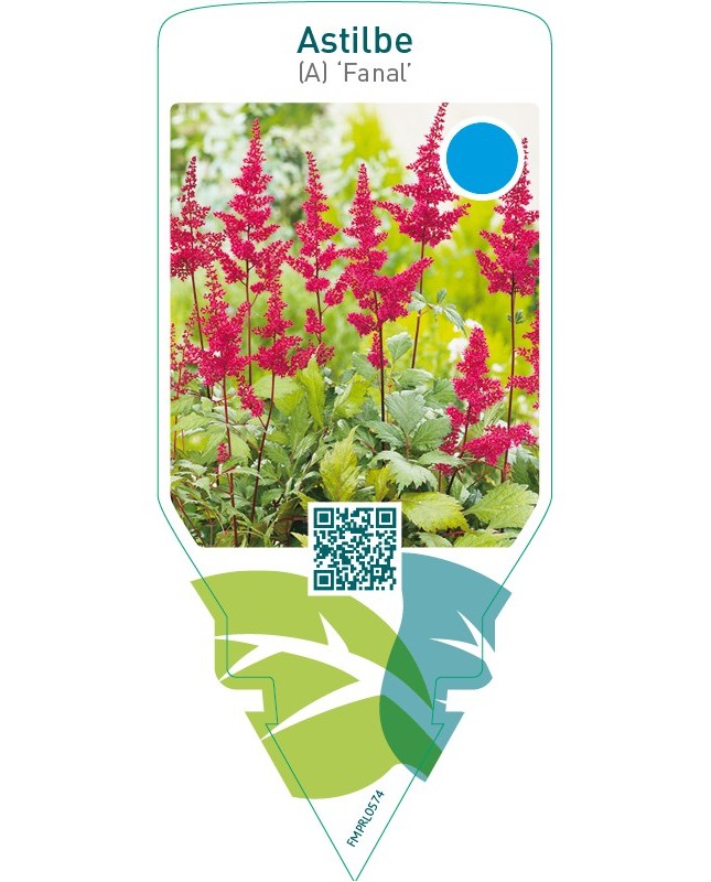 Astilbe (A) ‘Fanal’