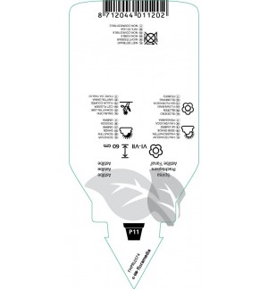 Etichette di Astilbe (A) ‘Fanal’ *