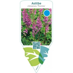 Astilbe chinensis ‘Pumila’