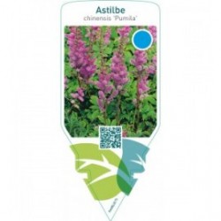 Astilbe chinensis ‘Pumila’