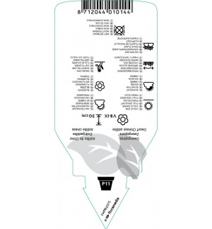 Etichette di Astilbe chinensis ‘Pumila’ *