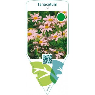 Tanacetum (C)  light pink