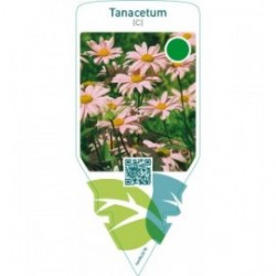 Tanacetum (C)  light pink