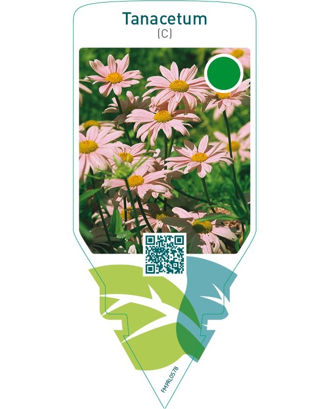 Tanacetum (C)  light pink