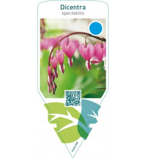 Dicentra spectabilis  red