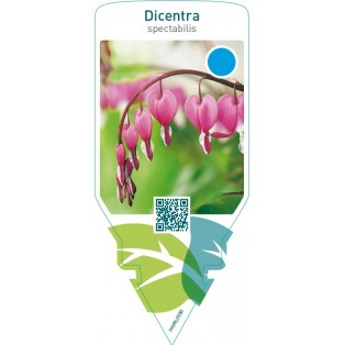 Dicentra spectabilis  red