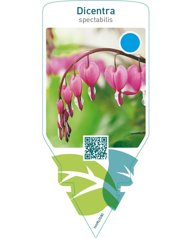 Dicentra spectabilis  red