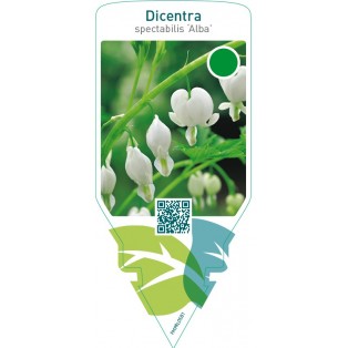 Dicentra spectabilis ‘Alba’