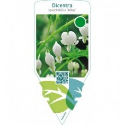 Dicentra spectabilis ‘Alba’