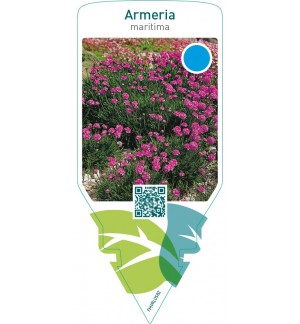 Armeria maritima  red