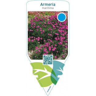 Armeria maritima  red