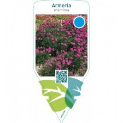 Armeria maritima  red