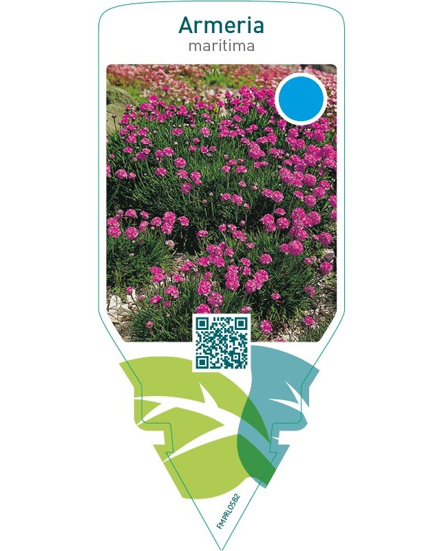 Armeria maritima  red