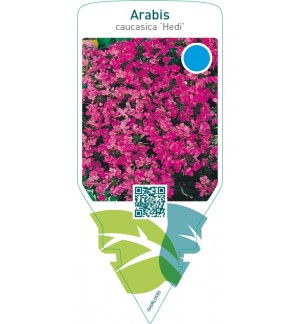 Arabis caucasica ‘Hedi’