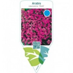 Arabis caucasica ‘Hedi’