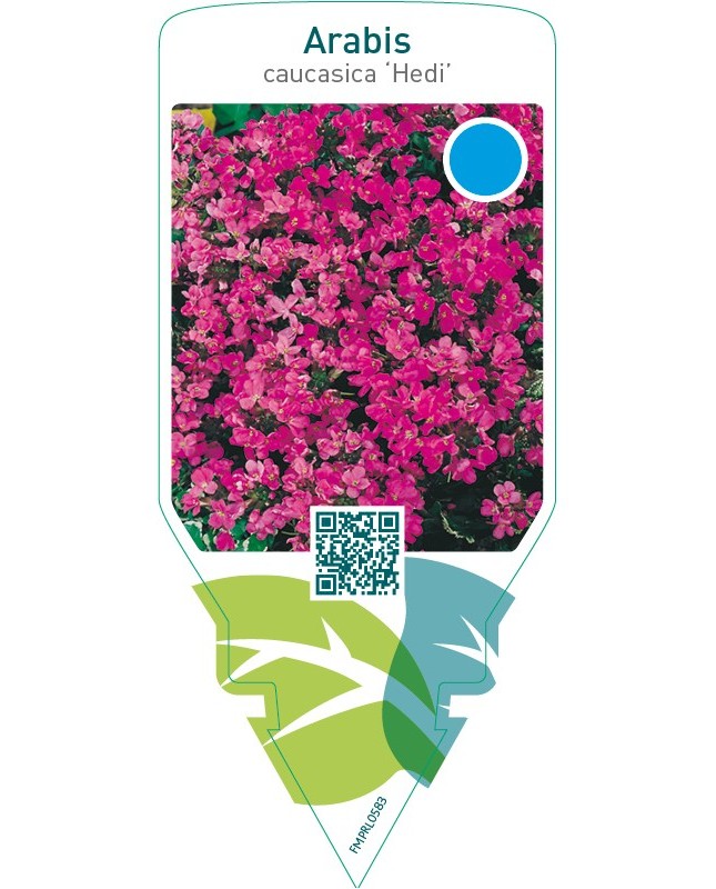 Arabis caucasica ‘Hedi’