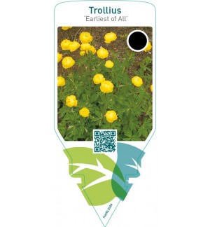 Trollius ‘Earliest of All’