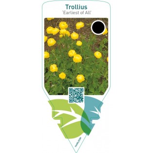 Trollius ‘Earliest of All’