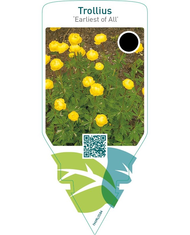 Trollius ‘Earliest of All’
