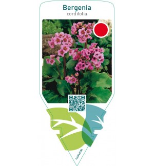 Bergenia cordifolia