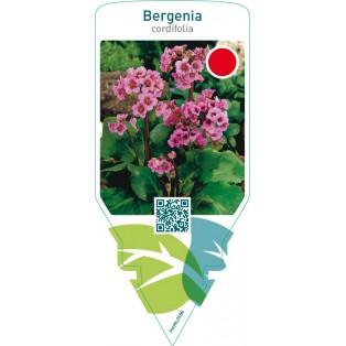 Bergenia cordifolia