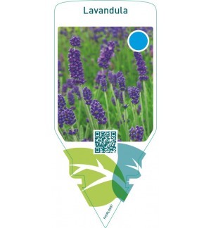 Lavandula