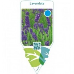 Lavandula