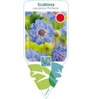 Scabiosa caucasica ‘Perfecta’