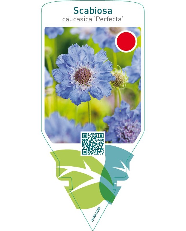 Scabiosa caucasica ‘Perfecta’