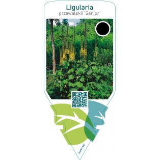 Ligularia przewalskii ‘Senior’