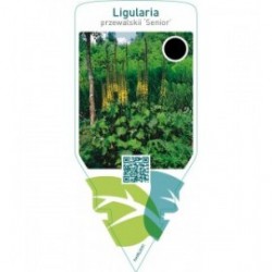 Ligularia przewalskii ‘Senior’