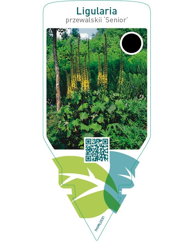 Ligularia przewalskii ‘Senior’