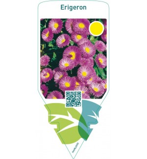 Erigeron  lilac