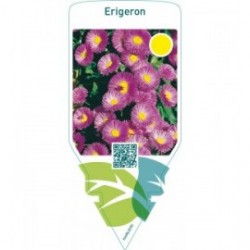 Erigeron  lilac