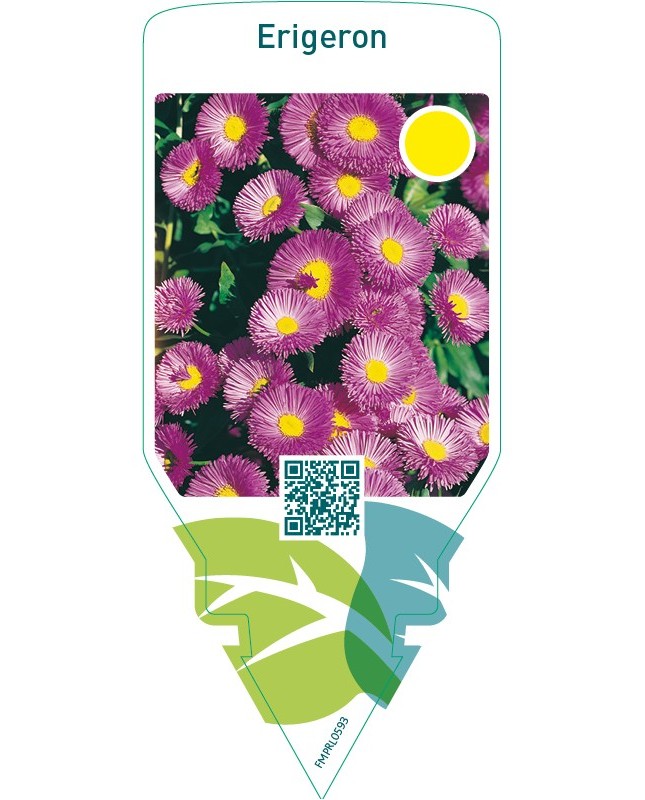 Erigeron  lilac