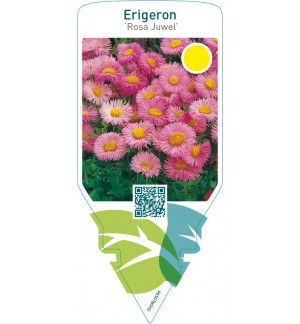 Erigeron ‘Rosa Juwel’
