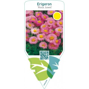 Erigeron ‘Rosa Juwel’