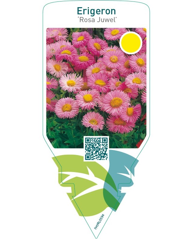 Erigeron ‘Rosa Juwel’