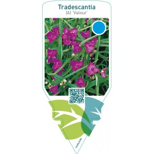Tradescantia (A) ‘Valour’