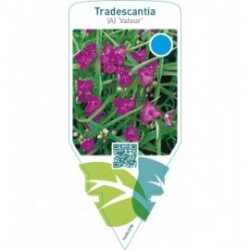 Tradescantia (A) ‘Valour’