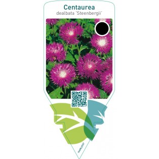 Centaurea dealbata ‘Steenbergii’