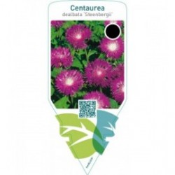 Centaurea dealbata ‘Steenbergii’