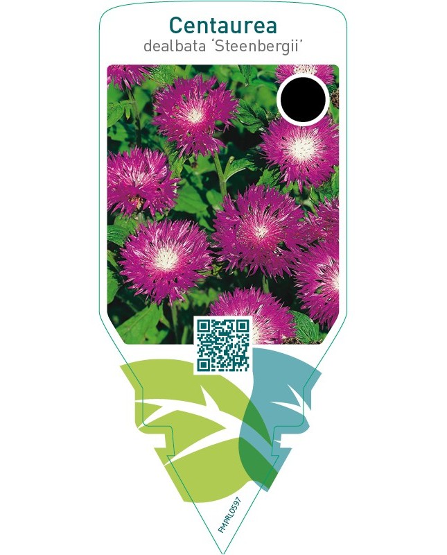 Centaurea dealbata ‘Steenbergii’