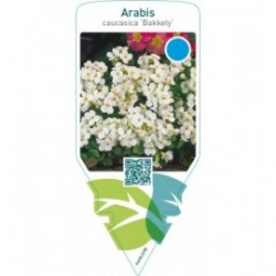 Arabis caucasica ‘Bakkely’