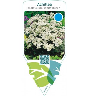 Achillea millefolium ‘White Queen’