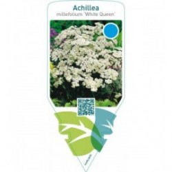 Achillea millefolium ‘White Queen’